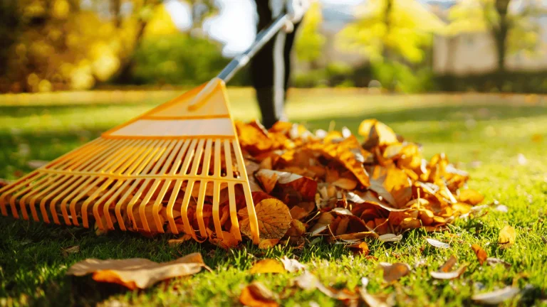 Leaf & Garden Cleaning