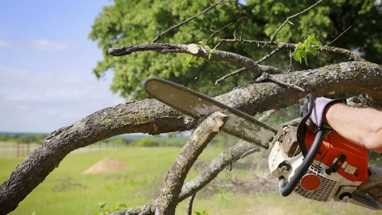 Tree & Branch Cutting