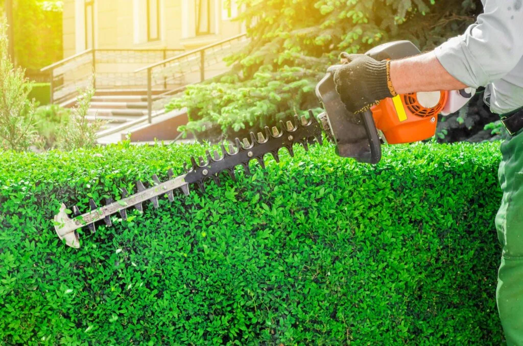 Hedge & Shrub Maintenance